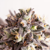 Gelato-K