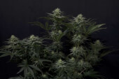 GG4 Sherbet FF