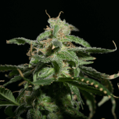 Girl Scout Cookies