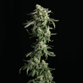 Girl Scout Cookies