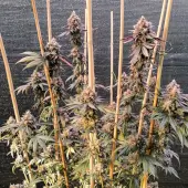 GMO Fast