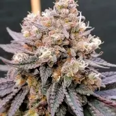 GMO Fast