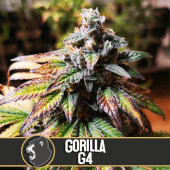 Gorilla Glue #4 3 semillas