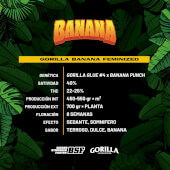 Gorilla Kingdom Banana