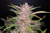 Gorilla Punch Auto