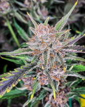 Gorilla Punch Auto