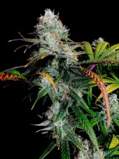 Gorilla Vanilla