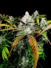 Gorilla Vanilla