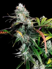 Gorilla Vanilla