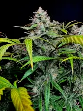 Gorilla Vanilla