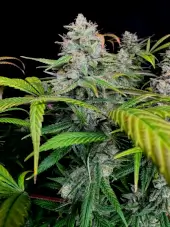 Gorilla Vanilla