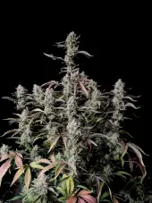 Gorilla Zkittlez Auto de Fast Buds