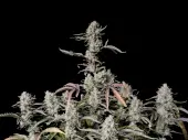 Gorilla Zkittlez Auto de Fast Buds