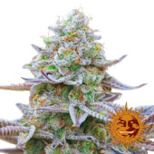 Gorilla Zkittlez Barney's 5 semillas