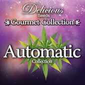 Gourmet Collection Automatic Strains #1