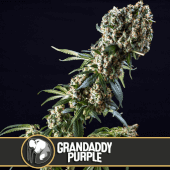 Granddaddy Purple BlimBurn Seeds