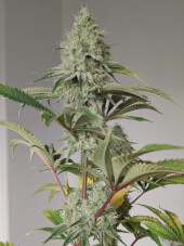 Foto de Turbonico en Growdiaries