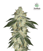 Green Crack 3 semillas