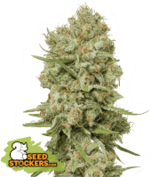 Green Crack - Seed Stockers
