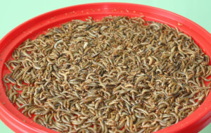 Mealworm Guano