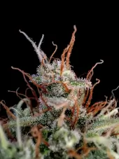 Guava Auto