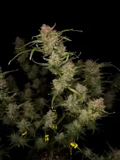 Guava Auto