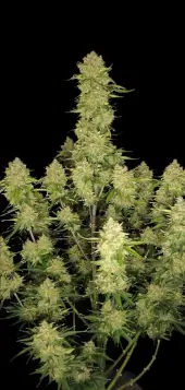 Guava Auto