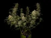 Guava Auto