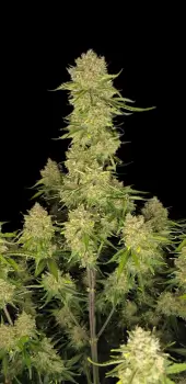 Guava Auto