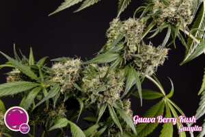 Guava Berry Kush / Guayita - Philosopher Seeds