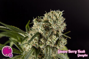 Guava Berry Kush / Guayita - Philosopher Seeds