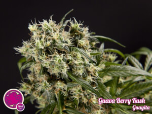 Guava Berry Kush / Guayita - Philosopher Seeds