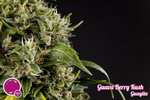 Guava Berry Kush / Guayita - Philosopher Seeds