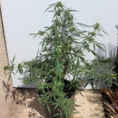 Hokkaido Japan Hemp by ACE Seeds