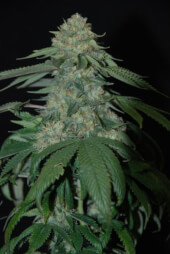 Holy Grail Kush 3 semillas