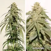 Ice Cream Haze