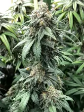 Indiana Bubble Gum BX