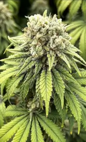 Indiana Bubble Gum BX