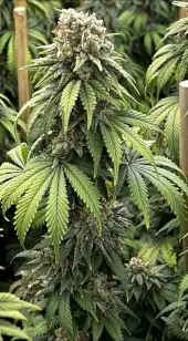 Indiana Bubble Gum BX