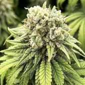 Indiana Bubble Gum BX