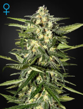 Jack Herer Auto - Green House 5 semillas