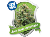 Royal Jack / Jack Herer Auto