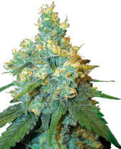 Jack Herer 10 semillas