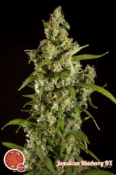 Jamaican Blueberry BX 5 semillas