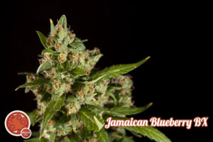 Jamaican Blueberry Bx