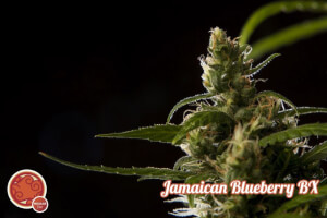 Jamaican Blueberry BX