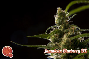 Jamaican Blueberry Bx