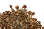 Amazonian mushroom growing kit - Setnatur