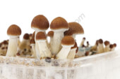Colombian mushroom grow kit - Setnatur