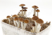 Ecuadorian mushroom grow kit - Setnatur